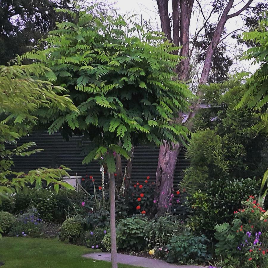 Dragonflycottagebnb Grovetown Exterior photo